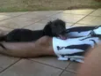 Belinha