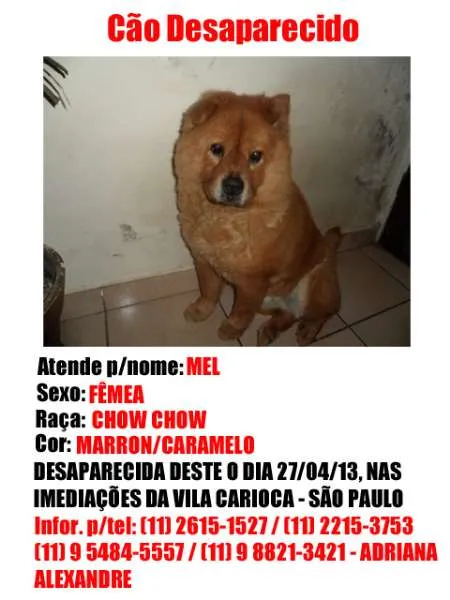 Cachorro ra a Chow Chow idade 6 ou mais anos nome Mel