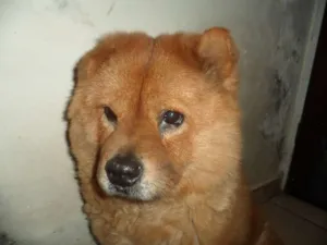 Cachorro raça Chow Chow idade 6 ou mais anos nome Mel