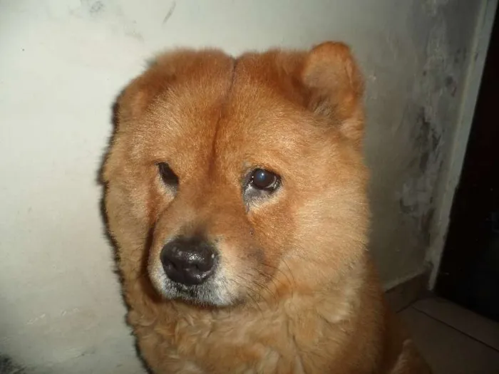 Cachorro ra a Chow Chow idade 6 ou mais anos nome Mel