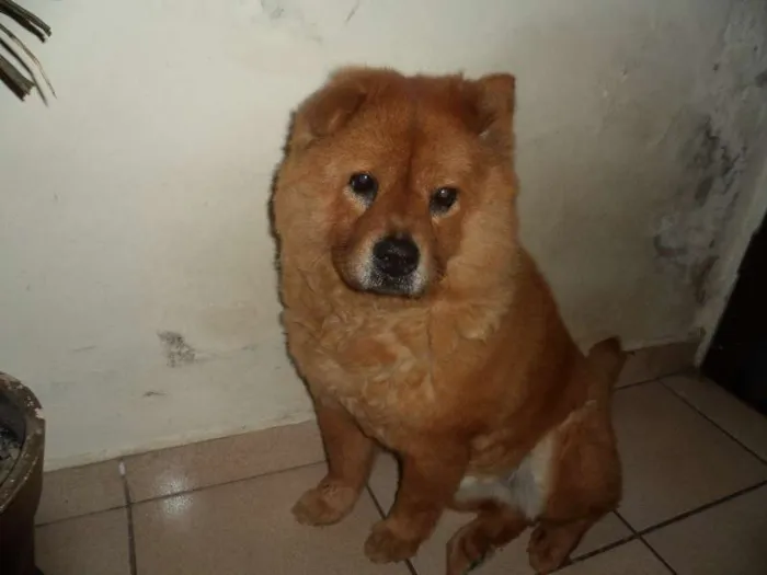 Cachorro ra a Chow Chow idade 6 ou mais anos nome Mel