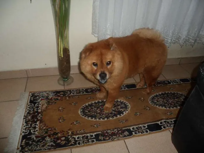 Cachorro ra a Chow Chow idade 6 ou mais anos nome Mel
