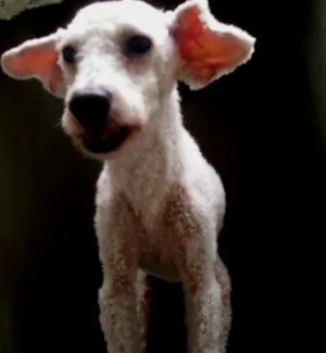 Cachorro raça Poodle idade 4 anos nome chorao