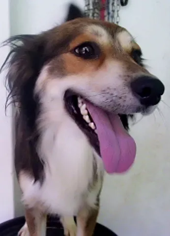 Cachorro ra a SRD idade 1 ano nome Bob