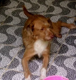 Cachorro raça SRD idade 2 anos nome marley