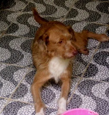 Cachorro ra a SRD idade 2 anos nome marley