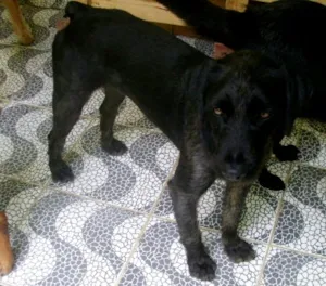 Cachorro raça SRD idade 1 ano nome nino