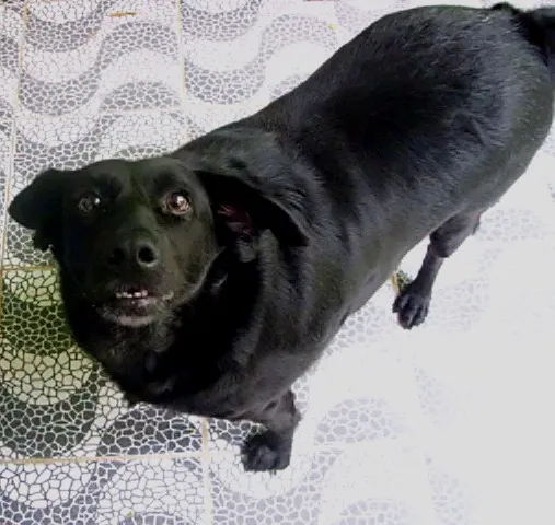 Cachorro ra a SRD idade 2 anos nome Gina