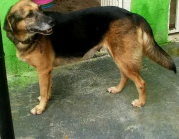 Cachorro ra a SRD idade 3 anos nome Angelina