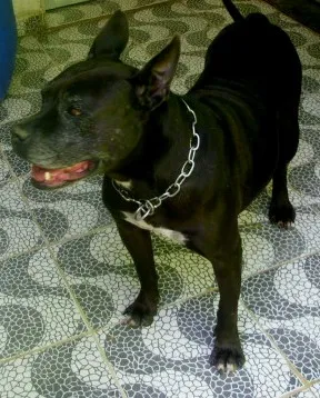 Cachorro raça Bulldog idade 5 anos nome Vitoria