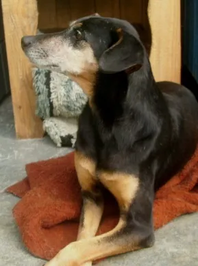 Cachorro raça SRD idade 3 anos nome vida