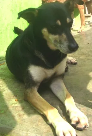 Cachorro raça SRD idade 3 anos nome Esmeralda
