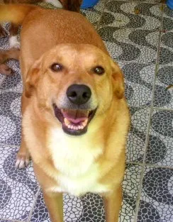 Cachorro ra a SRD idade 3 anos nome marlow