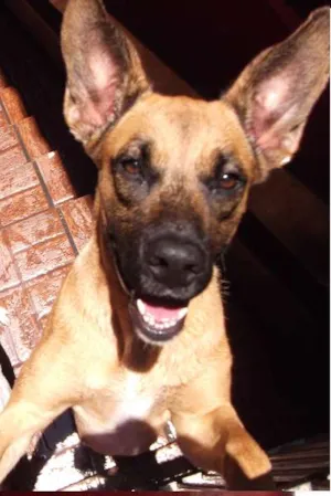 Cachorro raça Fila idade 2 anos nome Pitchula