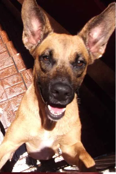Cachorro ra a Fila idade 2 anos nome Pitchula