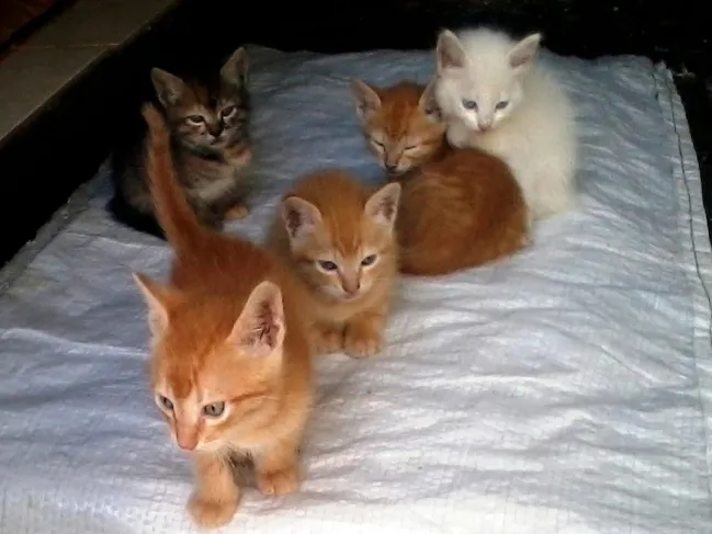Gato ra a  idade Abaixo de 2 meses nome Adoção de Gatos