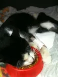 Bebê