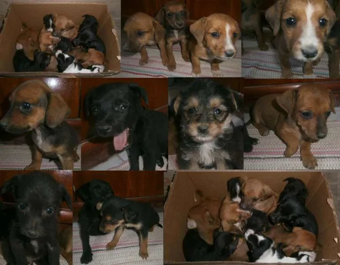 Cachorro ra a  idade Abaixo de 2 meses nome sem nome
