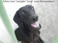 Jack