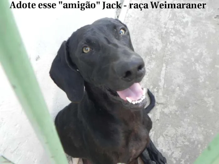 Cachorro ra a  idade 7 a 11 meses nome Jack