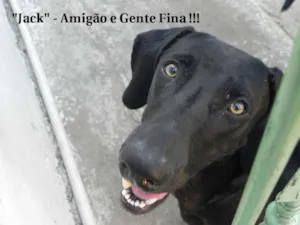 Cachorro raça  idade 7 a 11 meses nome Jack