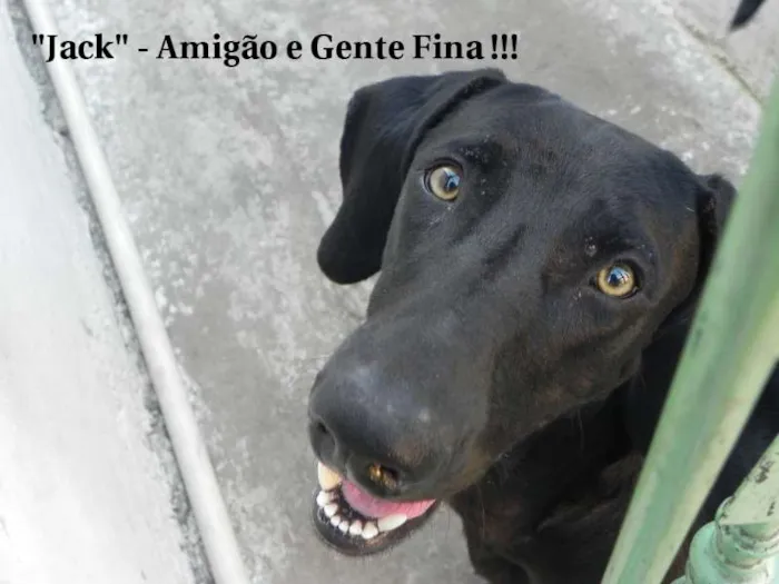 Cachorro ra a  idade 7 a 11 meses nome Jack