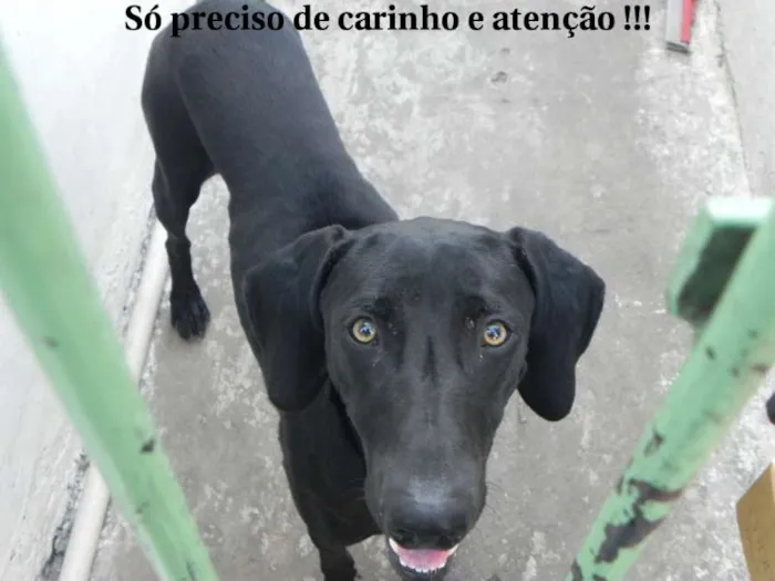 Cachorro ra a  idade 7 a 11 meses nome Jack