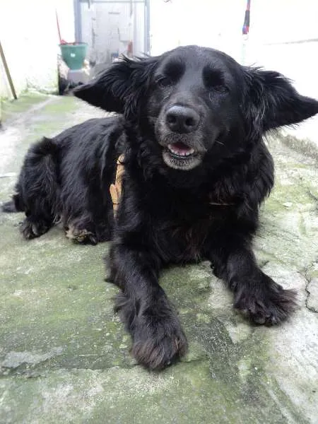 Cachorro ra a SRD idade 5 anos nome Yoda