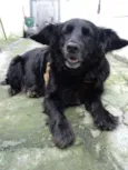 Yoda