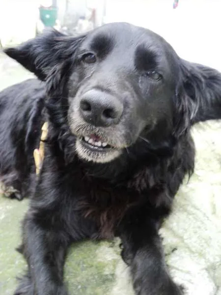 Cachorro ra a SRD idade 5 anos nome Yoda