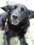 Yoda