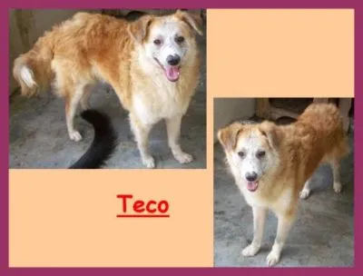 Cachorro ra a srd idade 3 anos nome teco