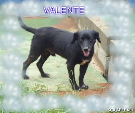 Cachorro ra a SRD idade 3 anos nome VALENTE