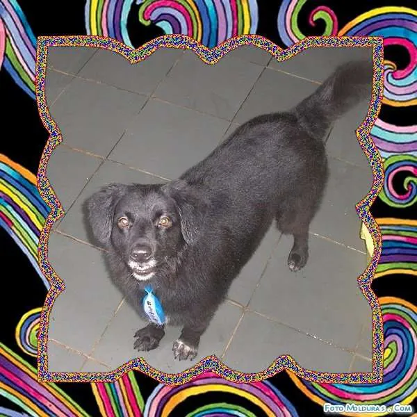 Cachorro ra a SRD idade 3 anos nome VALENTE