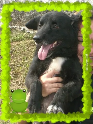 Cachorro ra a SRD idade 3 anos nome VALENTE