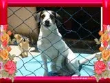 Cachorro ra a SRD idade 2 anos nome MAMADIJA