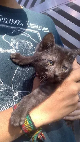 Gato ra a SRD idade 2 a 6 meses nome Lady