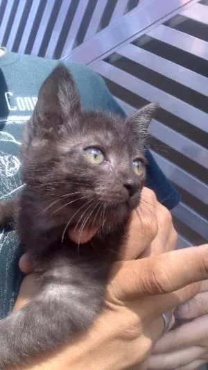 Gato raça SRD idade 2 a 6 meses nome Lady