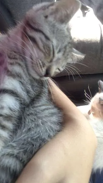 Gato ra a SRD idade 2 a 6 meses nome Tigrinho