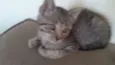 Tigrinho