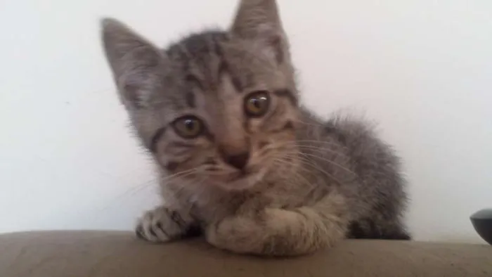 Gato ra a SRD idade 2 a 6 meses nome Tigrinho