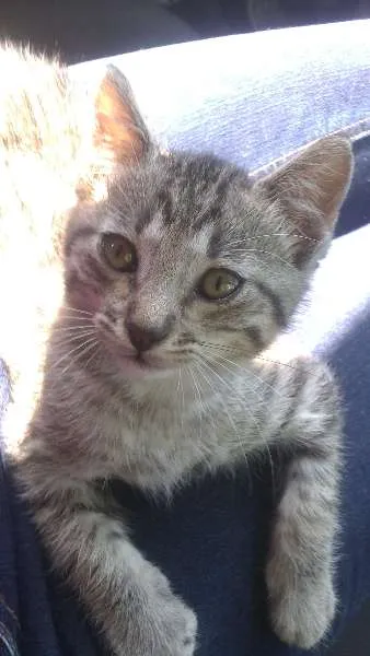 Gato ra a SRD idade 2 a 6 meses nome Tigrinho
