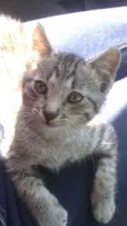 Tigrinho