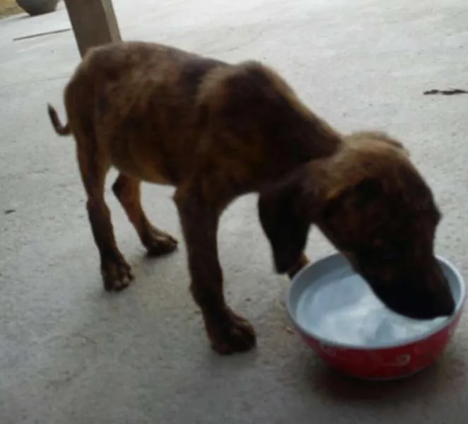 Cachorro raça SRD idade Abaixo de 2 meses nome Bisca