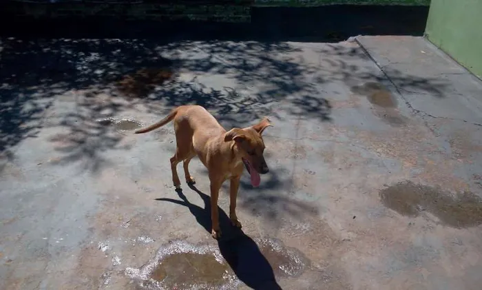 Cachorro ra a weimaraner c/ vira lata idade  nome Mel