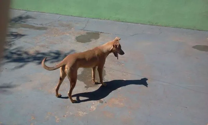 Cachorro ra a weimaraner c/ vira lata idade  nome Mel