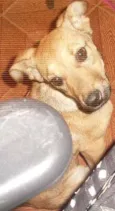 Estrela