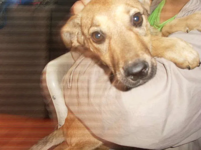 Cachorro ra a Indefinida idade 2 a 6 meses nome Estrela