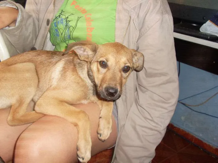 Cachorro ra a Indefinida idade 2 a 6 meses nome Estrela