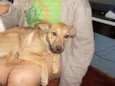 Estrela